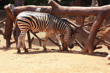 Fototapeta na wymiar lonely zebra in the zoo. zebra in the zoo.