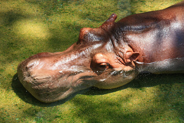 hippopotamus amphibius, or hippo, is a large, mostly herbivorous, semiaquatic mammal native. hippopotamus in water.