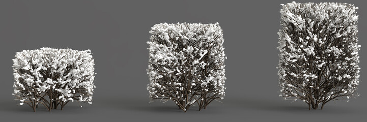 3d illustration of snow shrubs in winter isolated on dark background