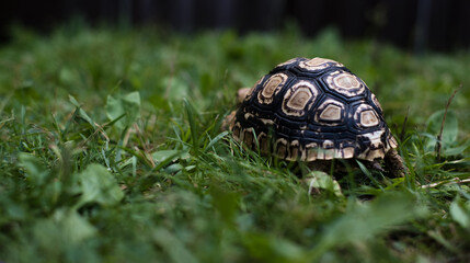 Turtle with spotted shell from behind. Leopard tortoise. 