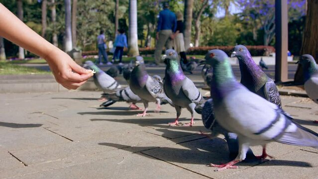 Pigeons take food from human hands. 