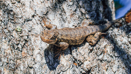 A common sagebrush lizard basking in the mid-morning sun on a tree