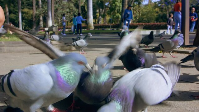 Pigeons close-up. Street birds are fed in the park. City life. Lots of beautiful gray wild pigeons on the ground.