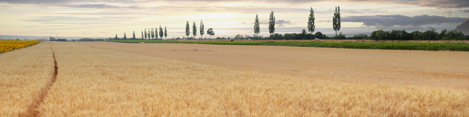 Linkedin banner with rural landscape barley field grass and cypress alley