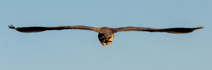 great blue heron butt in flight