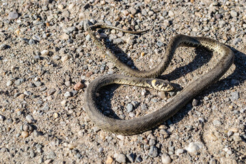 The grass snake in its natural environment. Grass snake playing dead in defence. 