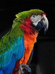 Harlequin Macaw Portrait