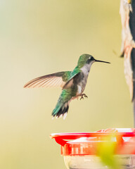 hummingbird landing on a feeder