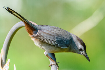 Gray catbird perched looking down 
