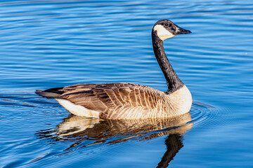 Canada goose going for a swim