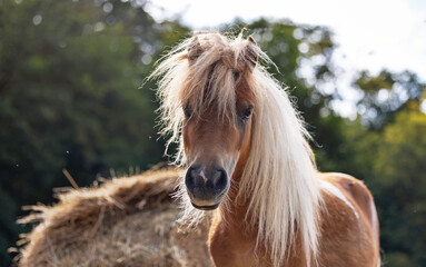 Shetlandpony © Karsten