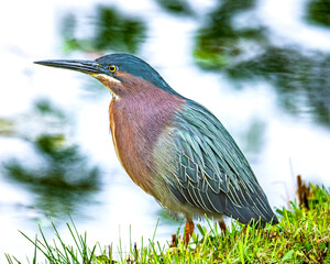 Green heron standing on pond bank