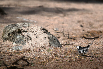 Wagtail preparing for a jump
