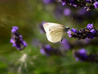 whiting butterfly pollenating lavender flowers 