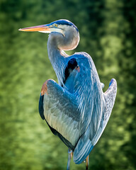 great blue heron sunbathing