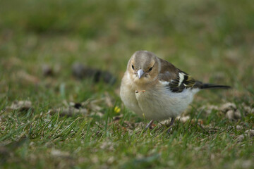 Chaffinch chick dropping the seed