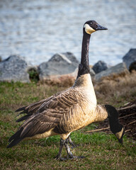 Canada geese feeding