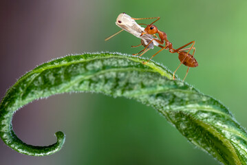 ants take their young to a new nest