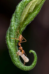 ants take their young to a new nest