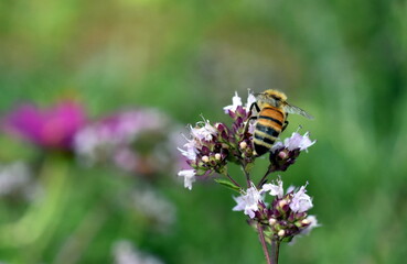 Biene auf einer Bienenwiese
