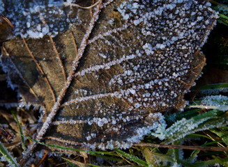 Brown Leaf and Frost