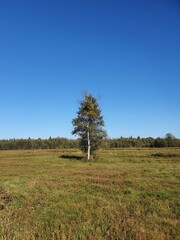 Samotna brzoza w okolicach Puszczy Białowieskiej