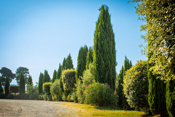 Tuscan vegetation, cypresses, oleander, bush, a green garden alley with white pebbles, beautiful...