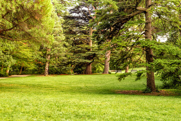 Fototapeta na wymiar A clearing in an old park with green grass