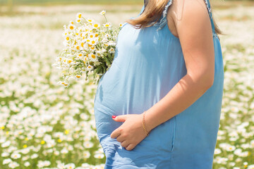 Fototapeta na wymiar Female hands of pregnant woman holding chamomile flowers on summer field background