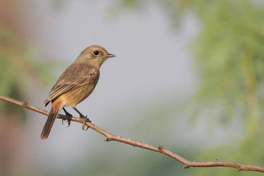 Pied Bushchat perching on a branch of  tree.