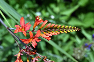 Junge orange Blüte einer Montbretie © christiane65
