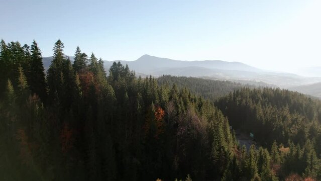 Flying over pine forest towards mountain valley at sunset. Hoverla and Petros peaks on the horizon