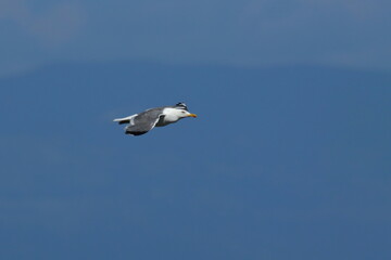 close up of a flying seagull over the adriatic sea