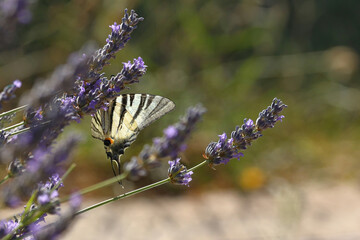 close up of a sail swallow tail on a blooming lavender