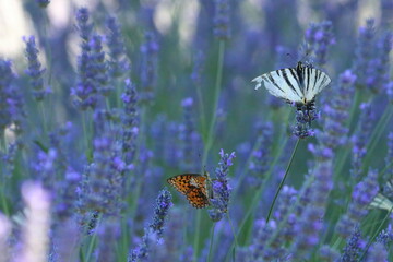 Fototapeta na wymiar close up of a sail swallow tail on a blooming lavender