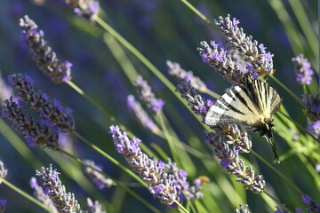 close up of a sail swallow tail on a blooming lavender
