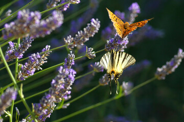 close up of a calolippe silverspot butterfly and a swallowtail butterfly on blooming lavender