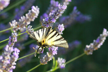 close up of a sail swallow tail on a blooming lavender