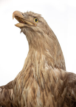 Detail of stuffed eagle bird against white background