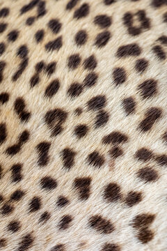 Detail of spotted leopard skin