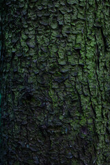 Green brown tree bark with moss, bark texture closeup