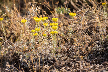 Yellow flowers of helichrysum arenarium immortelle on green blurry background (golden grass flower)