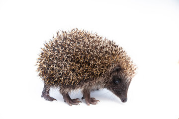 Adorable European hedgehog over happy on white studio background