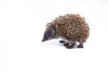 Adorable European hedgehog over happy on white studio background