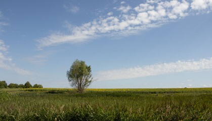 Fototapeta premium A lonely tree and line-like clouds