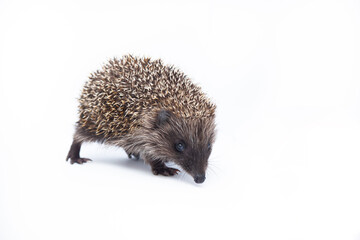 Fototapeta premium Adorable European hedgehog over happy on white studio background