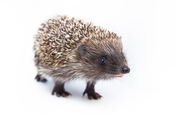 Adorable European hedgehog over happy on white studio background
