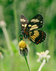 butterfly on flower