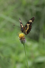butterfly on a flower