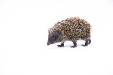 Adorable European hedgehog over happy on white studio background